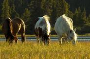 Horses at the field 