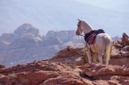 Jordan Horse Riding