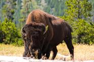 Bison at Yellowstone