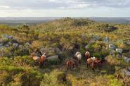 Uruguay Horse Riding