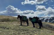 Horses in the mountains 