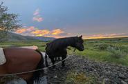 Horses on their way 