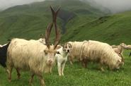 Tusheti Riding