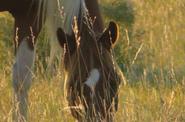 Horse eating grass 