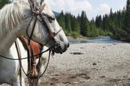 Horse looking back 