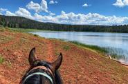 Horse looking forward 