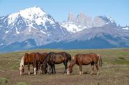 Torres del Paine Riding