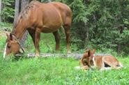 Brown horses 