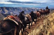 A group of riders on their route 