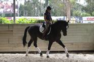 Portugal Dressage