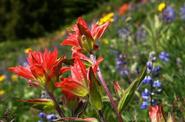 Meadow flowers 