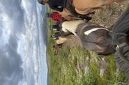 Iceland Horse Riding