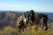 Horse in the mountains 