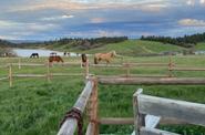 Horses at the ranch 