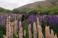 Lupins field 