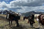 Horses in the mountains 