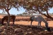 Horses under the trees 