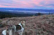 Dog watching a sunset 