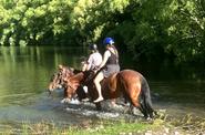 Taking a dip with a horse 