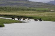 Iceland Horse Riding