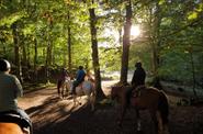 Horse ride in a forest