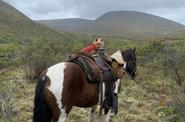 Horse on the route 