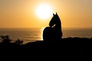 Horse by the sunset 