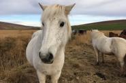 Iceland Horse Riding