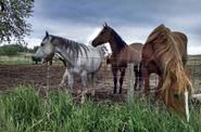 3 horses behind a fence 