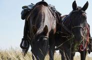 Horse riding in Canada