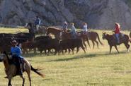 Chasing cattle  