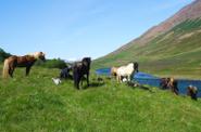 Iceland Horse Riding