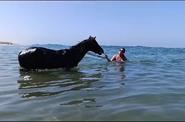 Swimming with horses 