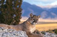 Puma at Yellowstone