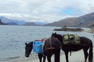 Horses near the lake 