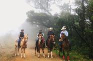 In the cloud forest 