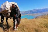 Horse eating grass 