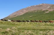 Iceland Horse Riding