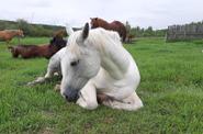 Horse lying on the field 