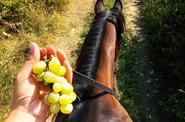 Bosnia Horse Riding