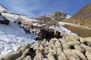 Caucasus Transhumance