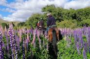 Riding through the lupins field 