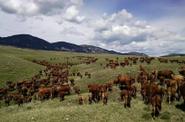 Moving cows 