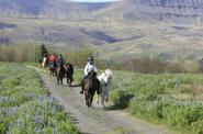 Iceland Horse Riding