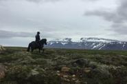 Iceland Horseriding