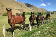 Horses getting ready for a ride 