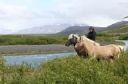 Iceland Horse Riding