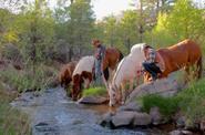 Horses drinking from the local river 