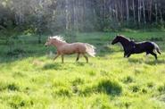 Horses running across the field 