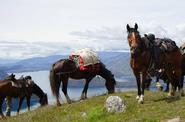 Horses in the mountains 